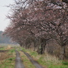 夢の始まり桜道
