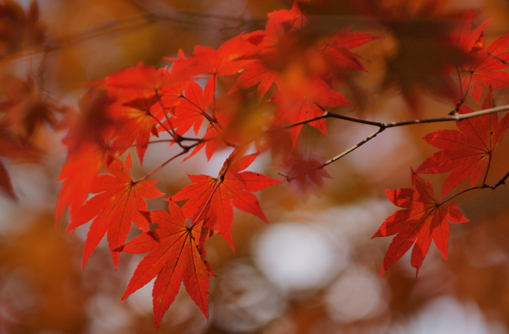紅葉