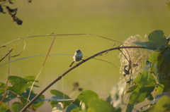 こんにちわ こんにちわ