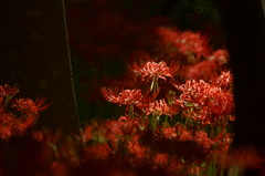 彼岸花