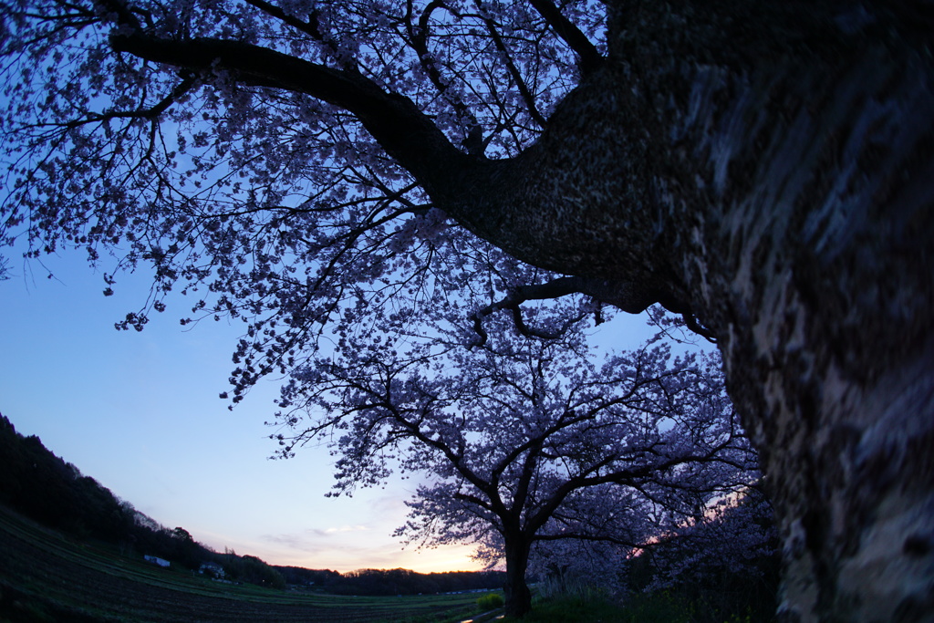 夜明け桜