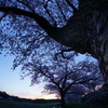 夜明け桜