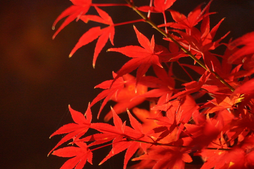 紅く