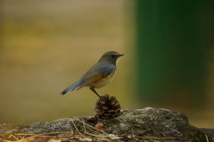 お立ち台 お立ち台