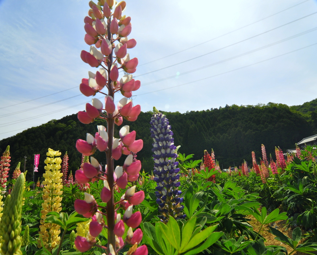 ルピナスの花