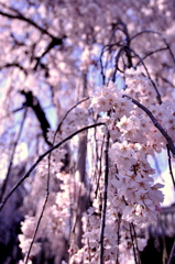 流れゆく・・・・桜