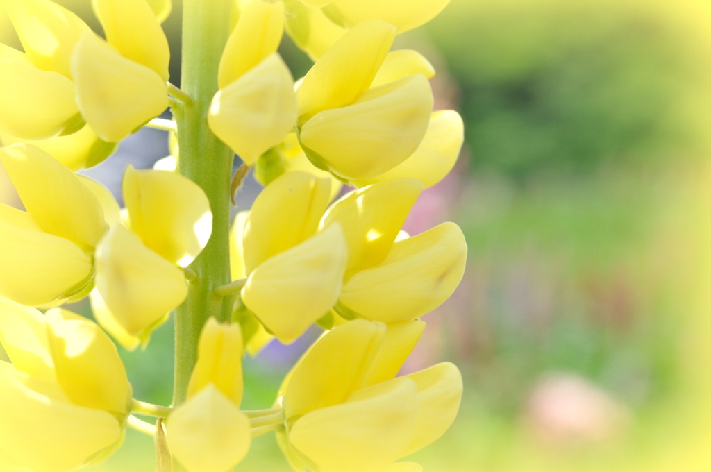 ルピナスの花