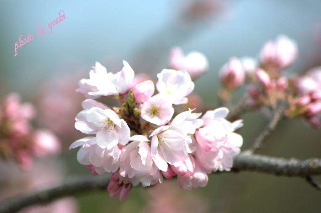 一足お先に～～～～