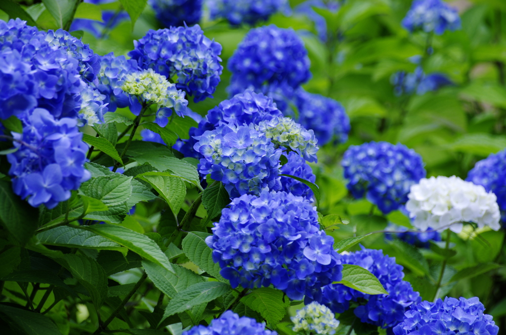 紫陽花