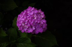紫陽花
