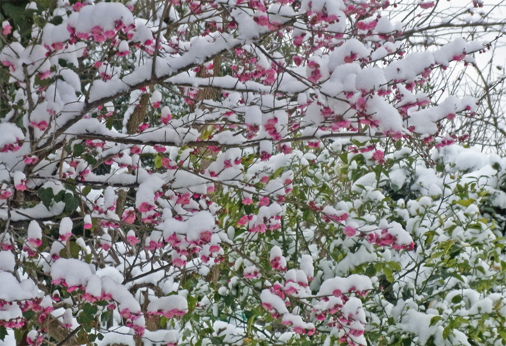 雪の紅梅（横）