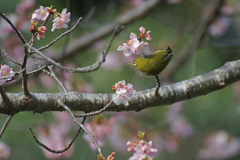 河津桜とメジロ　２