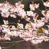 桜とメジロ 5