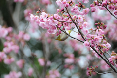 メジロと桜