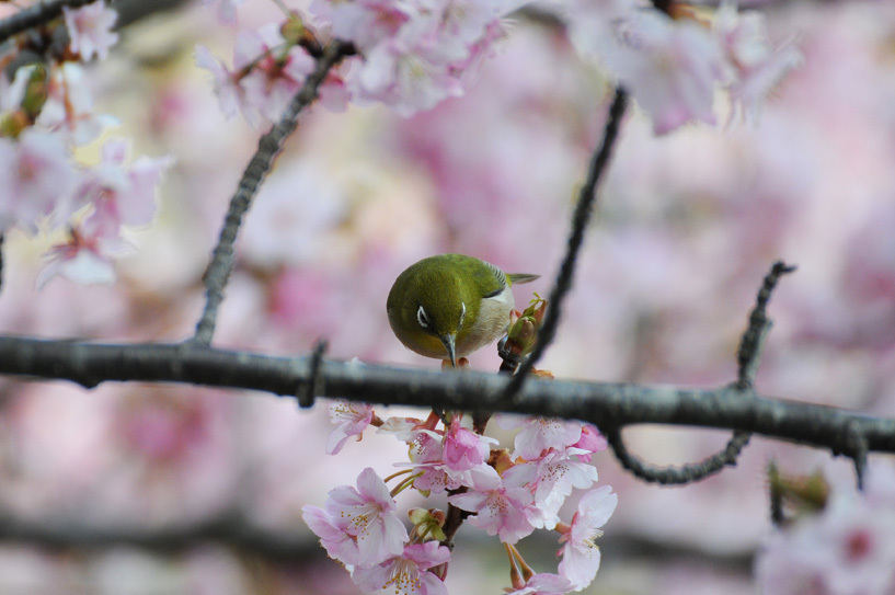 桜とメジロ１