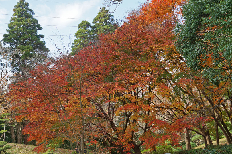 公園の紅葉２