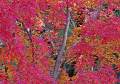 モミジ鮮やか