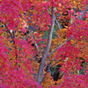 モミジ鮮やか