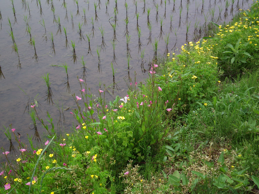 田植えの頃