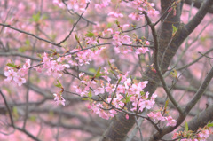 河津桜