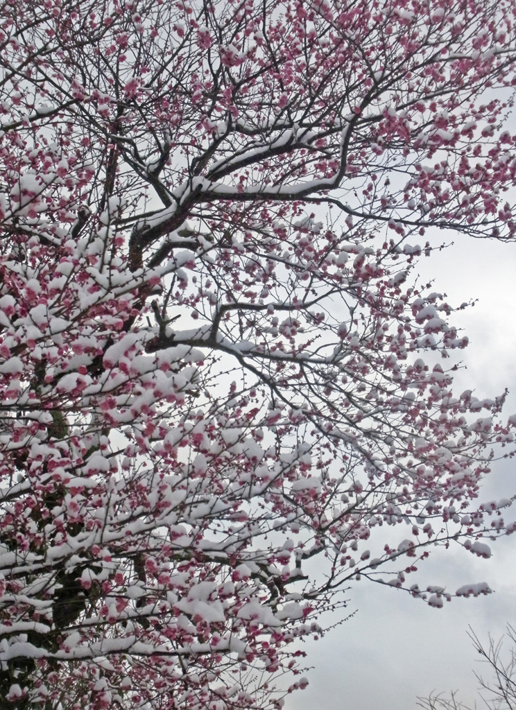 雪の紅梅（縦）