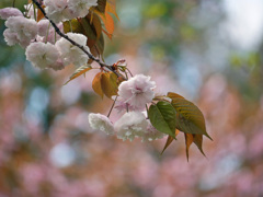 八重桜１