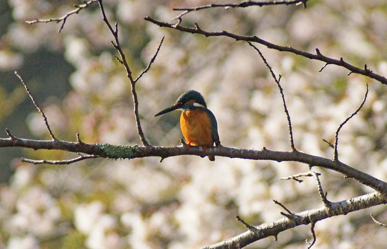 カワセミの春２