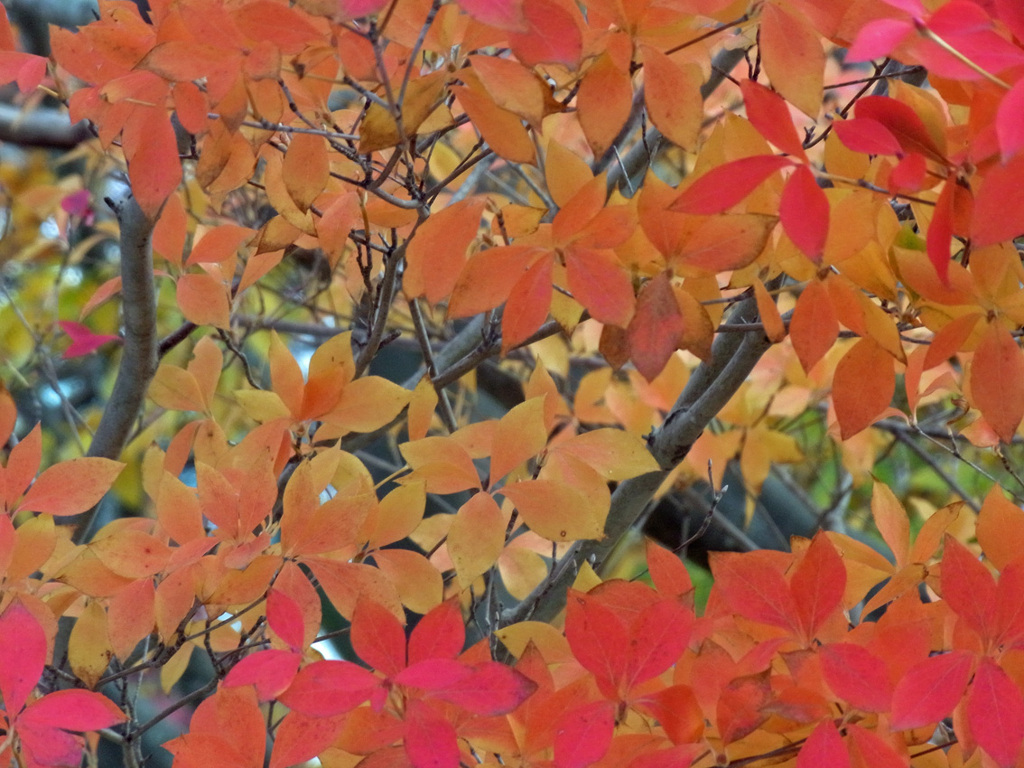 紅葉鮮やか