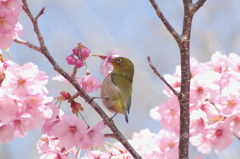 桜とメジロ３