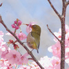 桜とメジロ３