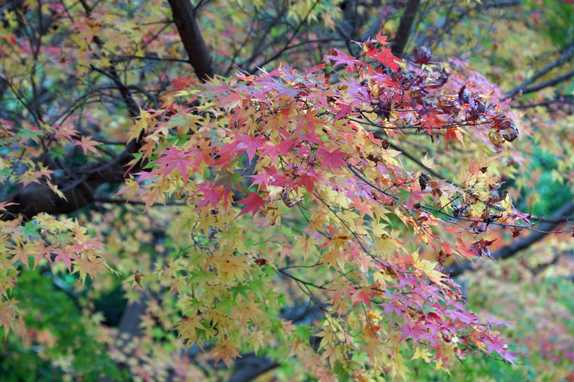 公園の紅葉３