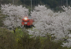 桜咲く中