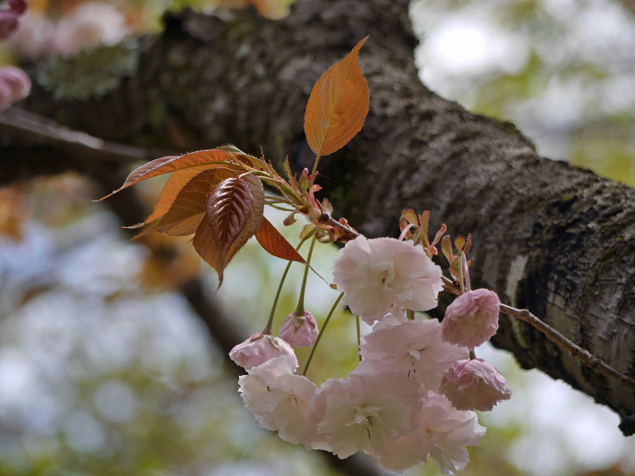 八重桜３