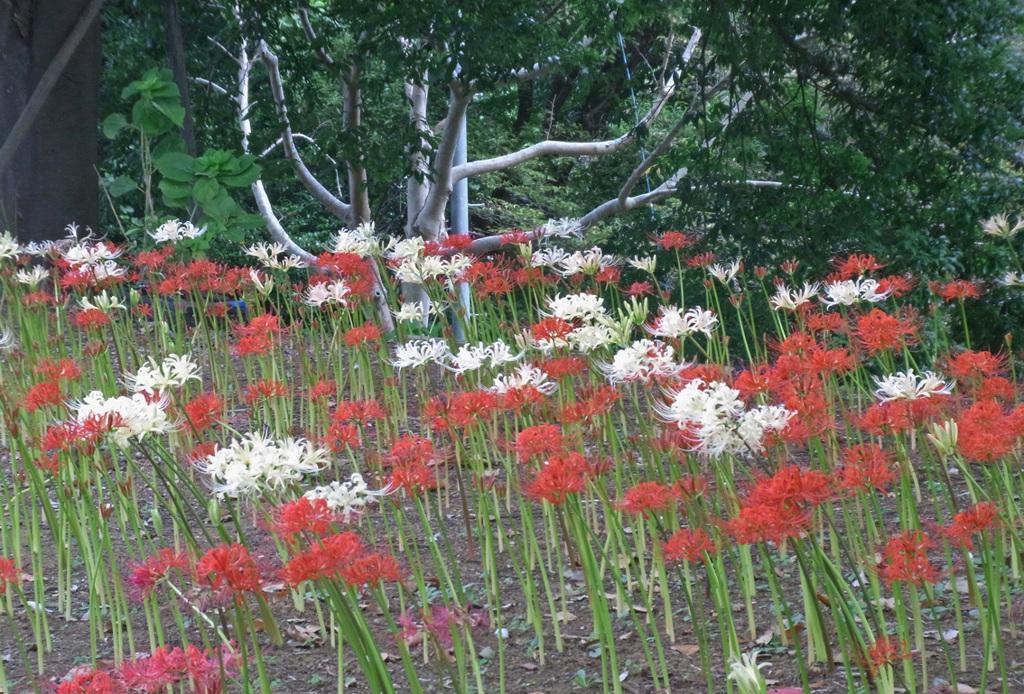 地元の彼岸花