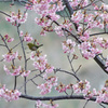 河津桜とメジロ　１