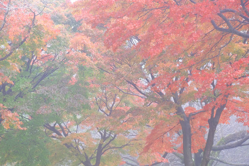 霧の朝１