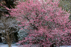 雪が降った①
