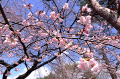 早咲きの桜