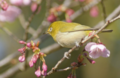 桜とメジロ6