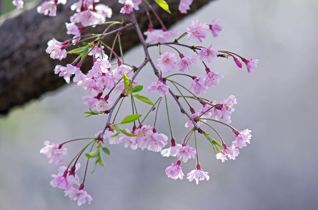 しだれ桜１