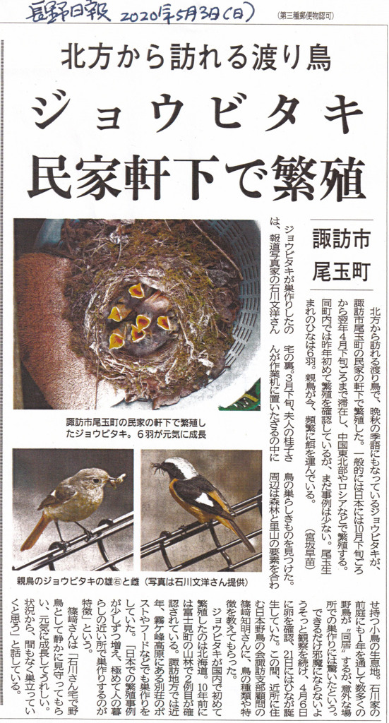 ジョウビタキの巣作り。