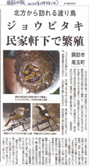 ジョウビタキの巣作り。