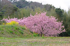 今年も鋸南町へ４。