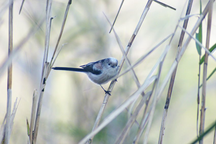 野鳥も居るでよ。