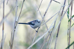 野鳥も居るでよ。