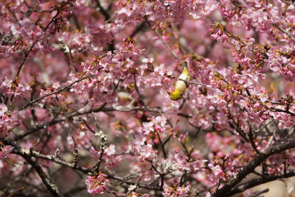 桜とメジロ 2