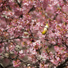 桜とメジロ 2