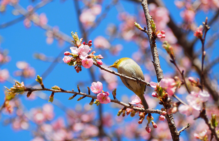 メジロと河津桜2