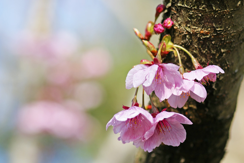 不明の桜