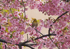 メジロと河津桜８姿